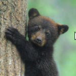 Bill Lea - Nature Photographer, Bears, Smokies